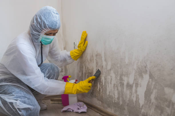 Capitan, NM Mold Removal Company