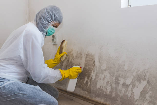 Best Mold Remediation  in Capitan, NM