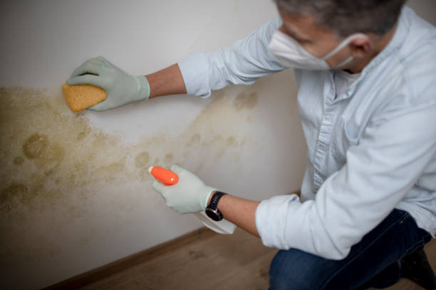 Best Office Mold Removal Services  in Capitan, NM