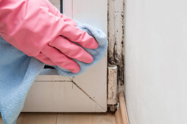 Best Mold Damage Repair  in Capitan, NM